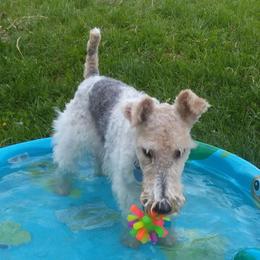 Furgus - Wire Fox Terrier