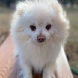 Pomeranians from Poms & Pythons