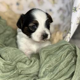 Ashley - White black and tan female Papillon puppy in Howe, Oklahoma from Southern Sweet Papillons