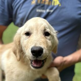 Boy 4 - male Golden Retriever puppy in Fieldale, Virginia from Interlock Goldens
