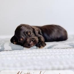 Martha's Vineyard - Chocolate female Australian Labradoodle puppy in Syracuse, Indiana from The Doodle Cove