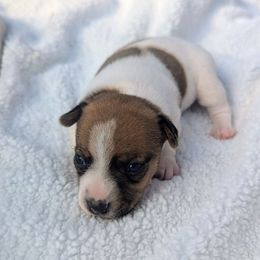 Maddie - White and tan female Russell Terrier puppy in Sandown, New Hampshire from Patch Wood Irish Jacks