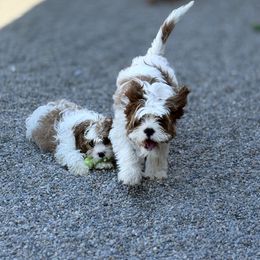 Cavapoo, Cavapoochon, and Companion Cross Puppies from Habibi Bears