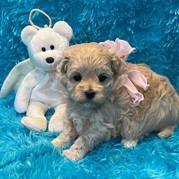 Cavapoo and Maltipoo Puppies from Knight Pups