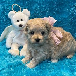 Cavapoo and Maltipoo Puppies from Knight Pups