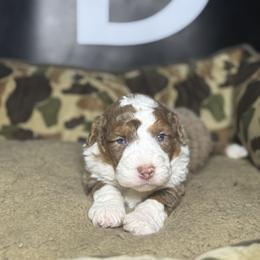 KIMBER - Phantom female Bernedoodle puppy in Corpus Christi, Texas from The Henke Doodles