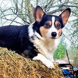 Rosie - Pembroke Welsh Corgi