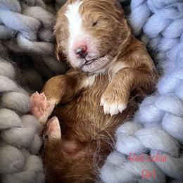 Poodle Puppies from Katie’s Standard Poodles