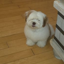 Lucky - Brown male Lhasa Apso puppy in Naples, Florida from Deborah's Lhasa Apsos