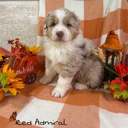 Red Admiral - Red merle male Australian Shepherd puppy in Jonesborough, Tennessee from Lotus Australian Shepherds