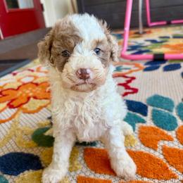 Adobo - Parti male Goldendoodle puppy in Brooksville, Florida from Spring Prairie Doodles