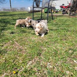 Miniature Australian Shepherd Puppies from Rutland Aussies
