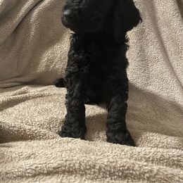 Yellow - Labradoodle puppy in Santa Maria, California from Diaz Doodles