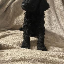 Yellow - Labradoodle puppy in Santa Maria, California from Diaz Doodles