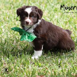 Australian Shepherd, Miniature American Shepherd, Miniature Australian Shepherd, and Toy Australian Shepherd Puppies from TK Standard, Mini, & Toy Aussies