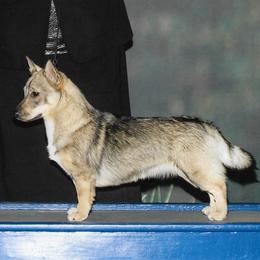 Lizzie - Swedish Vallhund
