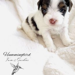 Yorkshire Terrier Puppies from Hummingbird Farm & Gardens