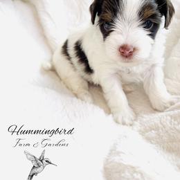 Yorkshire Terrier Puppies from Hummingbird Farm & Gardens