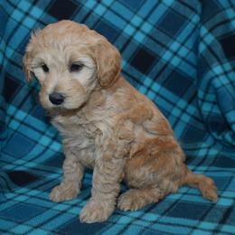 Molly - Apricot female Goldendoodle puppy in Jasper, Indiana from Hilltop Pups LLC