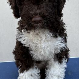 Reserved - Brown female Lagotto Romagnolo puppy in Micanopy, Florida from Fortuna Farms