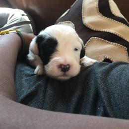 Old English Sheepdog Puppies from Ridgeruns OES