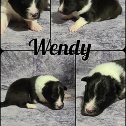 Shetland Sheepdog Puppies from Henotic Homestead's Shetland Sheepdogs