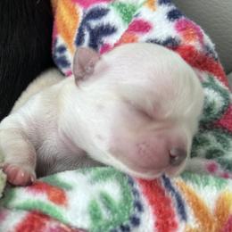 Chihuahua and Labrador Retriever Puppies from Cranbrook Kennels