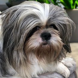 Portia - Shih Tzu