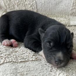 Dee - Black and white female Siberian Husky puppy in Union Grove, Alabama from Southern Siberian Life