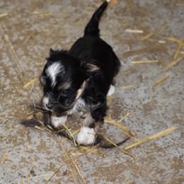 Girl 2 - Black and tan female Havanese puppy in Sanborn, North Dakota from Bydand Newfoundlands