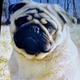 Pug Puppies from Von Webb Pups