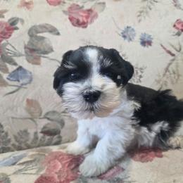 Chesney - Parti male Miniature Schnauzer puppy in Paradise, Utah from Highbornschnauzers