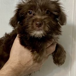 Maltipoo, Morkie, and Yorkipoo Puppies from Danza Bolo