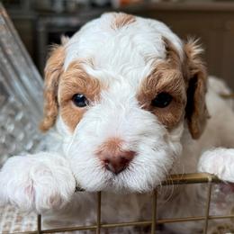Pics coming soon - Red female Cavapoo puppy in Yuciapa, California from AlltheDoodlez_