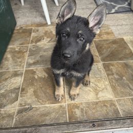 Pink Girl - Black and tan German Shepherd puppy in Encampment, Wyoming from Buckelwürmer German Shepherds