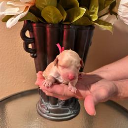 Pink Girl - Cream female Goldendoodle puppy in Kitsap County, Washington from Amazing Grace Doodles