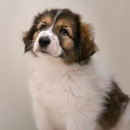 Marci od Dinare - White female Tornjak puppy in Raleigh, North Carolina from Tornjak Kennel "Od Dinare"