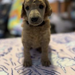 Ziva - Apricot female Poodle puppy in Brooksville, Florida from Ariella Standard Poodles & Chinese Cresteds