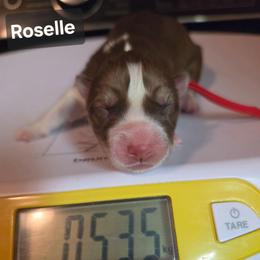 Roselle - Red and white female Siberian Husky puppy in Buckeye, Arizona from Anime Huskies