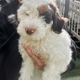 Jessie - Tri-color female Bernedoodle puppy in Utah County, Utah from Cascade Springs Doodles