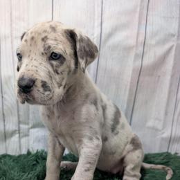 Sandy - Merle female Great Dane puppy in Bay City, Michigan from Monarch Danes