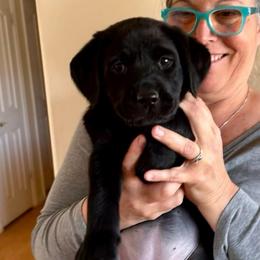 Alice - Black female Labrador Retriever puppy in Ranchita, California from Pacific Crest Labradors