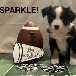 Sparkle - Black tri female Miniature American Shepherd puppy in Rochelle, Illinois from Countryside Kennels and Aussies