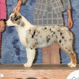 Seven - Miniature American Shepherd