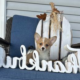 Ruby - Red female Pembroke Welsh Corgi puppy in Urbana, Ohio from Edgewood Farm and Kennel