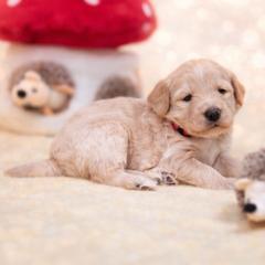 Hugo - Gold male Bordoodle puppy in Conway, Missouri from 2J 2K Bordoodles
