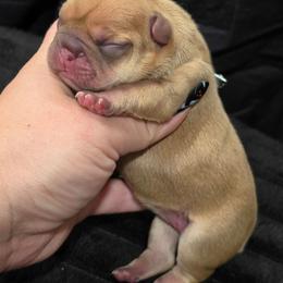 Blossom - Fawn female French Bulldog puppy in Moses Lake, Washington from Edgewater Frenchies