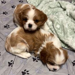 Cavalier King Charles Spaniel puppies from Southard Cavalier Farms