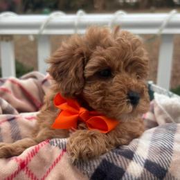 Elliot - Red  male Goldendoodle puppy in Mint Hill, North Carolina from DoodleForever
