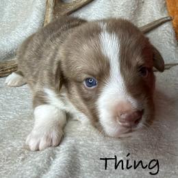 Thing - Liver and white male American Corgi puppy in Grants Pass, Oregon from KnR Antler Dogs ~ Labrador Retrievers & Corgis
